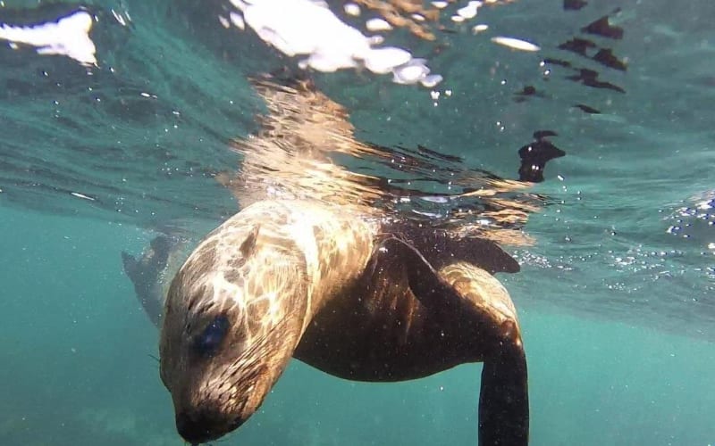 Snorkeling with Seals and Cape Peninsula Full-Day Private Tour - main image