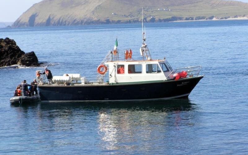 Dolphin and Whale Watching Tour from Dingle - main image