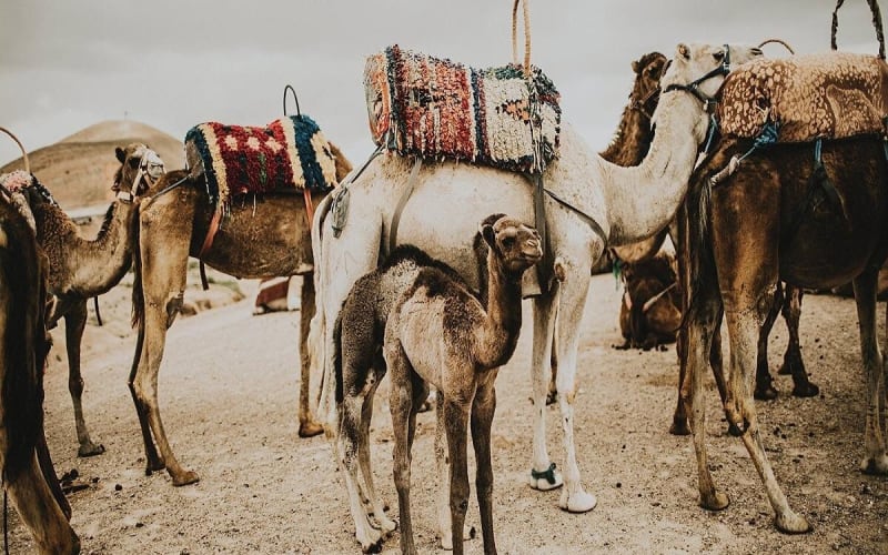 Atlas Mountains, Imlil valley, waterfalls, & Camel ride Day trip from Marrakech - main image