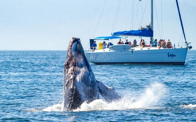 Puerto Vallarta Luxury Sailing Experience - main image