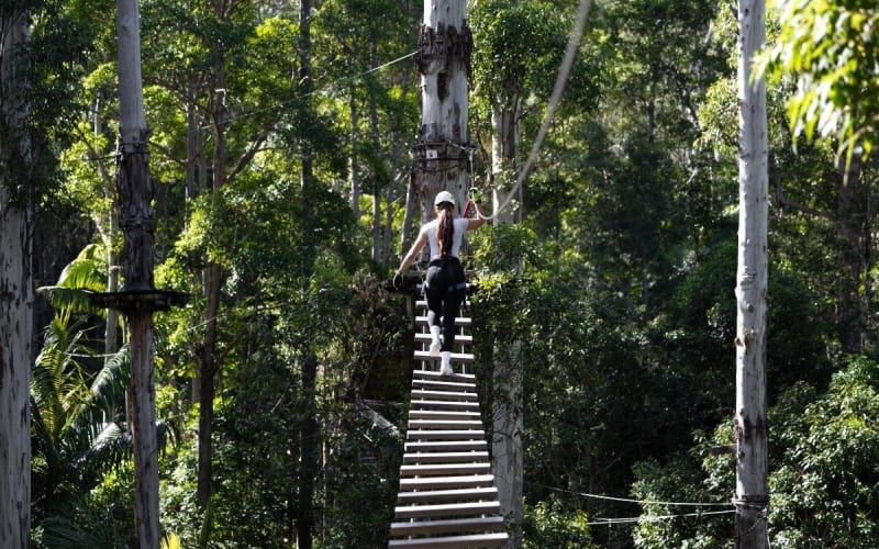 Tamborine Mountain TreeTop Challenge - main image