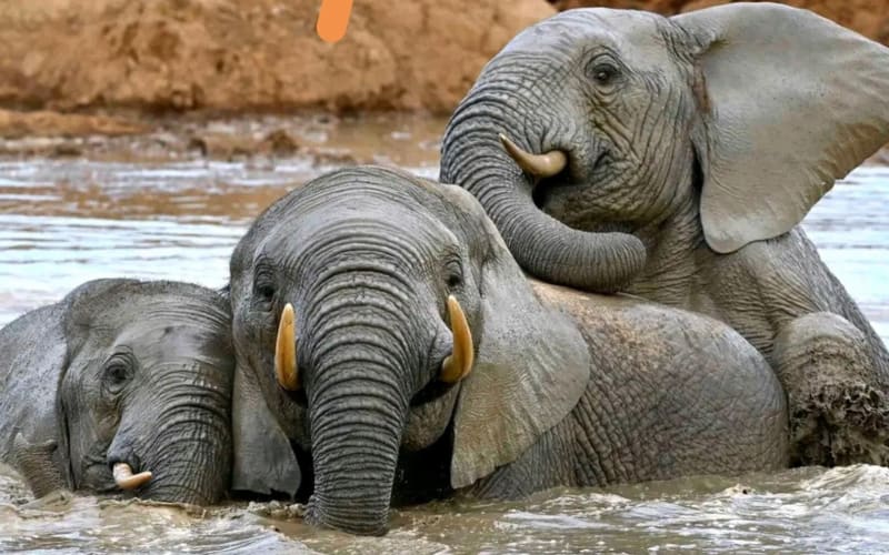 Great Addo Elephant Park Adventure Safari - main image
