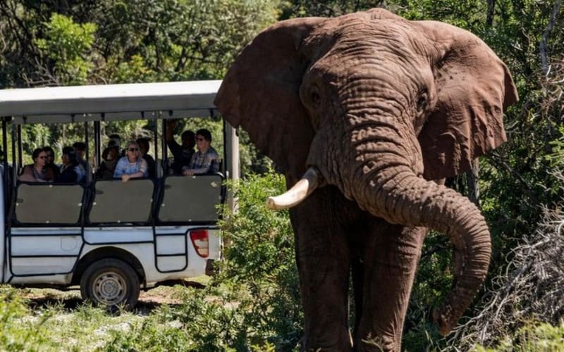 Addo Elephant and Schotia Safari from Port Elizabeth - main image