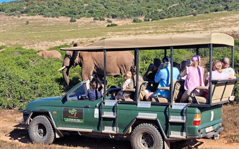 Schotia Safari Half-Day Game Drive from Port Elizabeth - main image