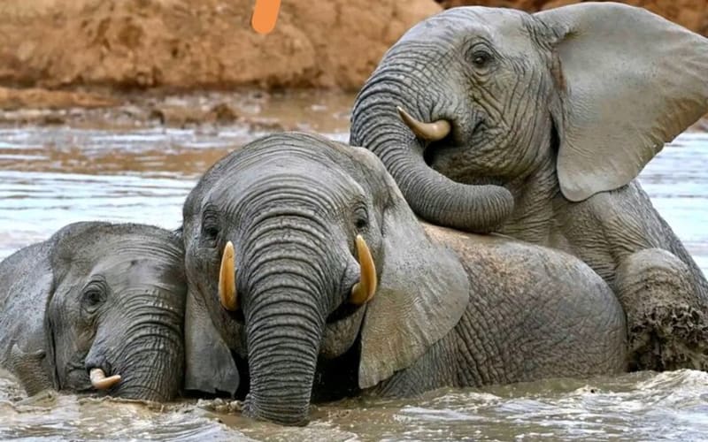Great Addo Elephant Park Adventure Safari  - main image
