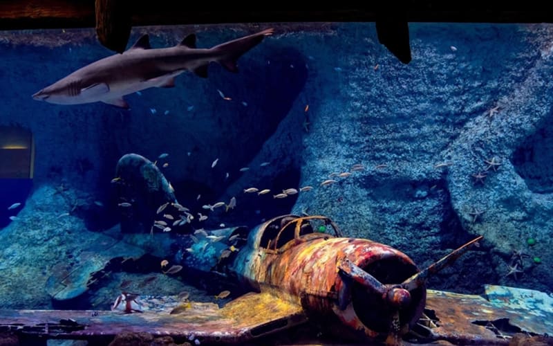 National Aquarium Abu Dhabi + Qasr Al Watan Combo - main image