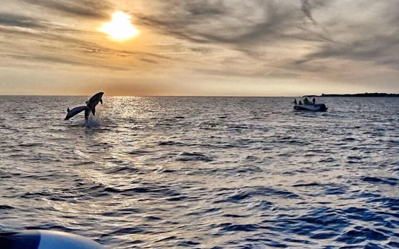 Private Dolphin Tour from Fazana - Brijuni Islands Adventure - main image