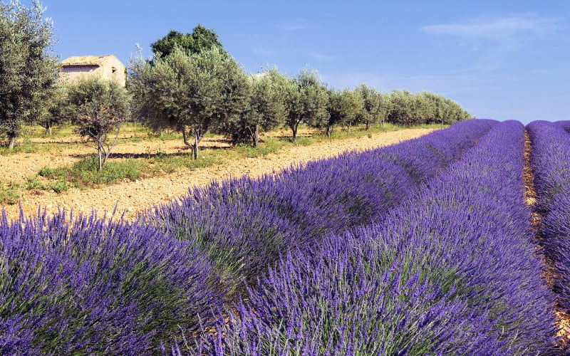 Rustic Provencal stone farmhouse cabanon in the back of purple lavender field rows on Valensole Plateau Provence France
