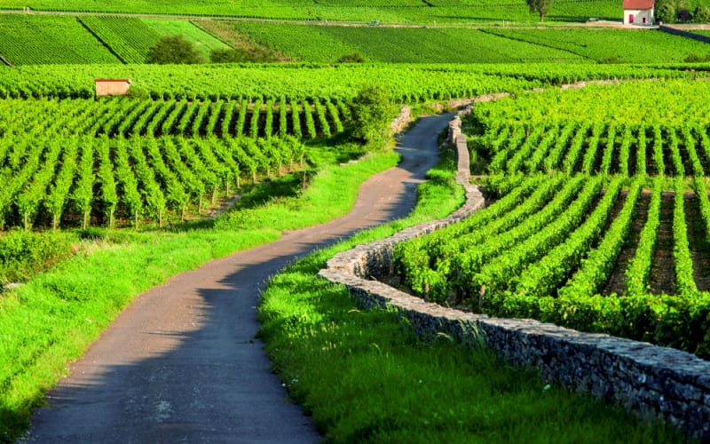 Vineyard rows and a winding country lane in the Burgundy wine region of France