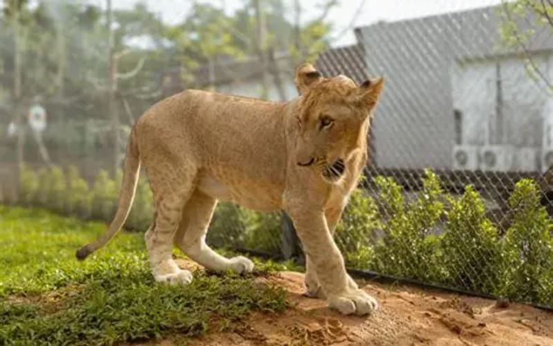 Lion Land Admission Ticket - main image