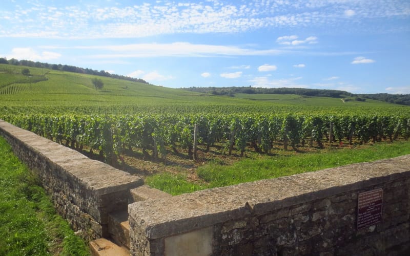 Romanée-Conti vineyard vines behind a low stone wall in Vosne-Romanée, Burgundy, France