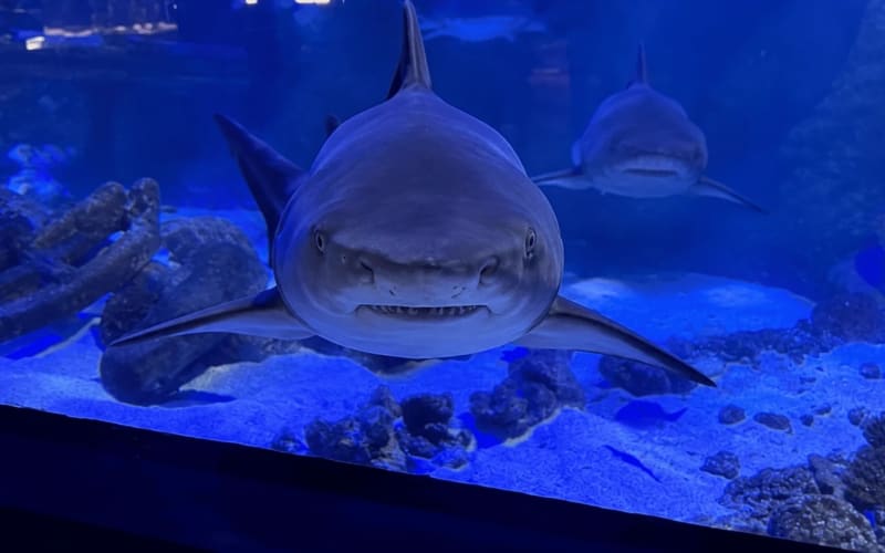 Oceanic Aquarium en Balneário Camboriú: Sobre los tiburones - main image