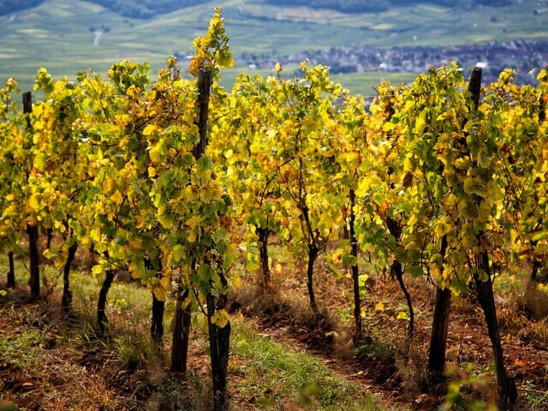 Vineyard rows along the Alsace Wine Route explored on a full-day wine tour from Strasbourg