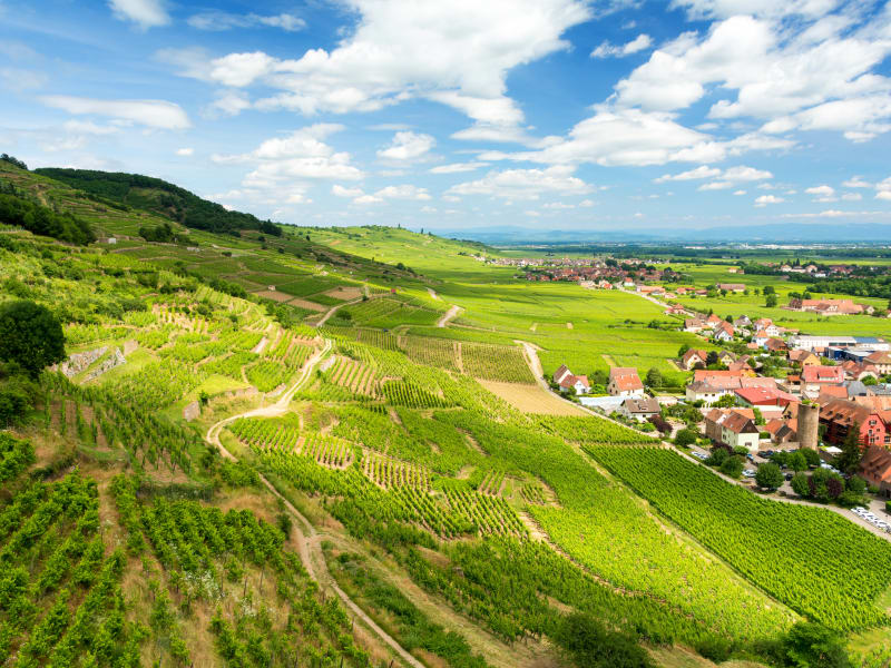 Vineyards along the Alsace Wine Route near Strasbourg