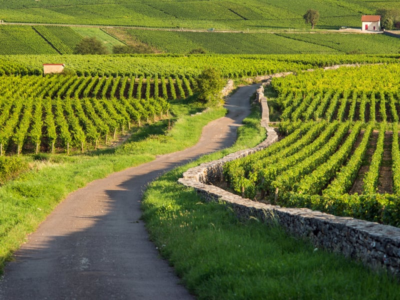 Winding country road lined with stone walls and green vineyards in Côte de Beaune, Burgundy, with small vineyard houses in the distance