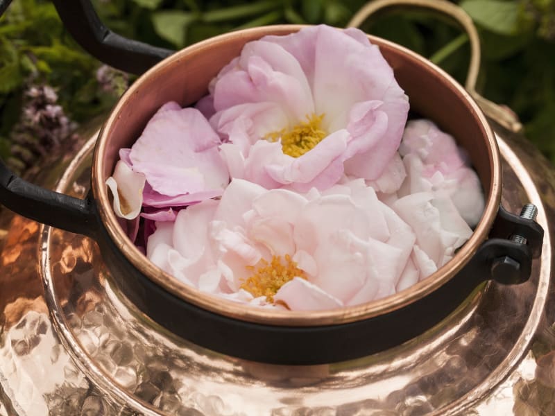 Pale pink rose blossoms gathered in a copper pot for perfume making in Grasse, France.