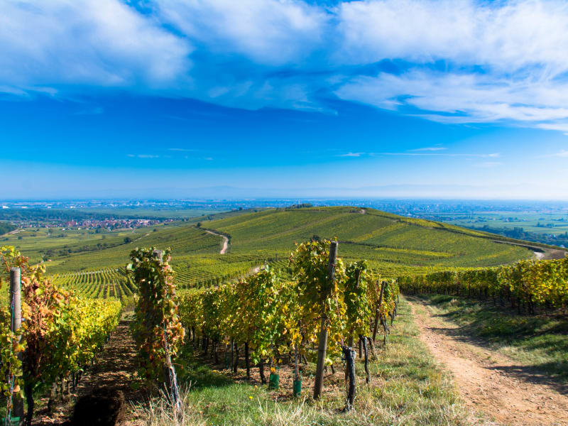 Scenic road through vineyards and villages during Alsace full-day tour