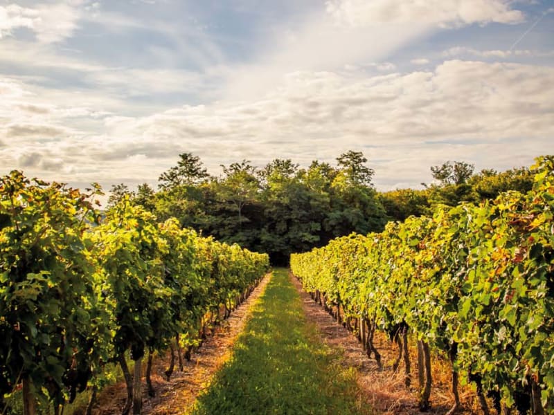 Private Bordeaux Wine Tour Day Trip from Paris by train - main image