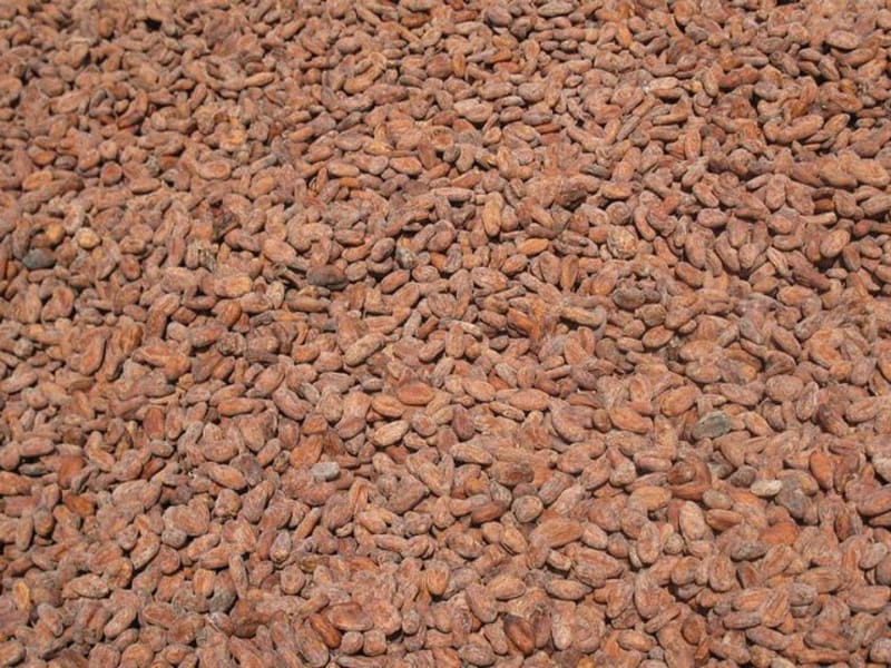Cocoa Trail - main image