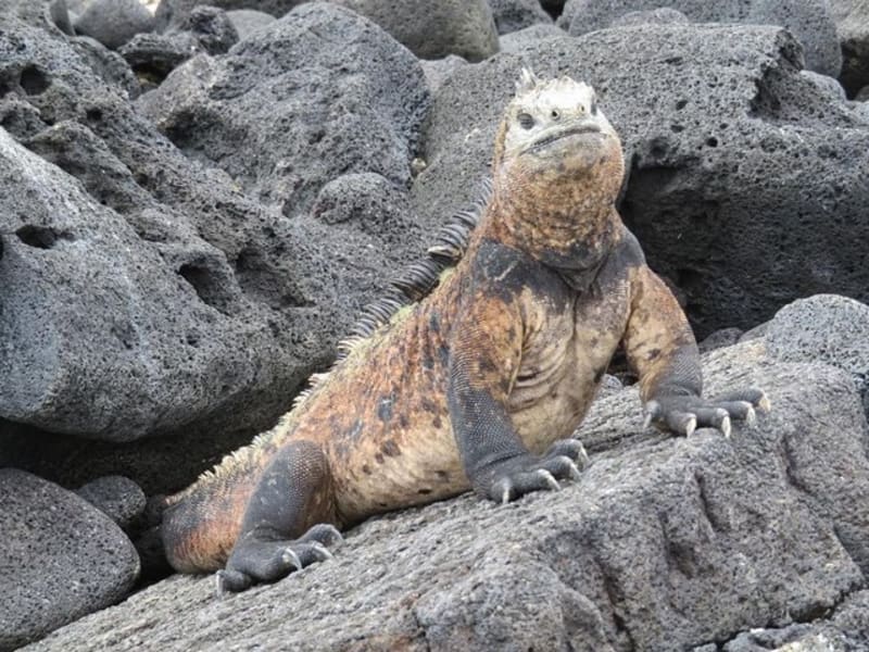 9-Day Colonial Quito & Galapagos Island Hopping - main image