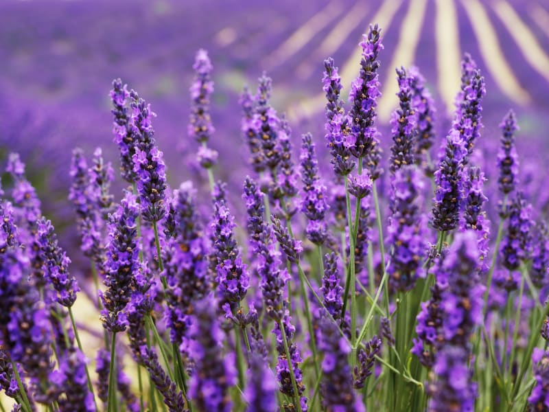Close-up detail of vibrant purple lavender flowers and stems in peak bloom on Valensole Plateau lavender fields Provence France