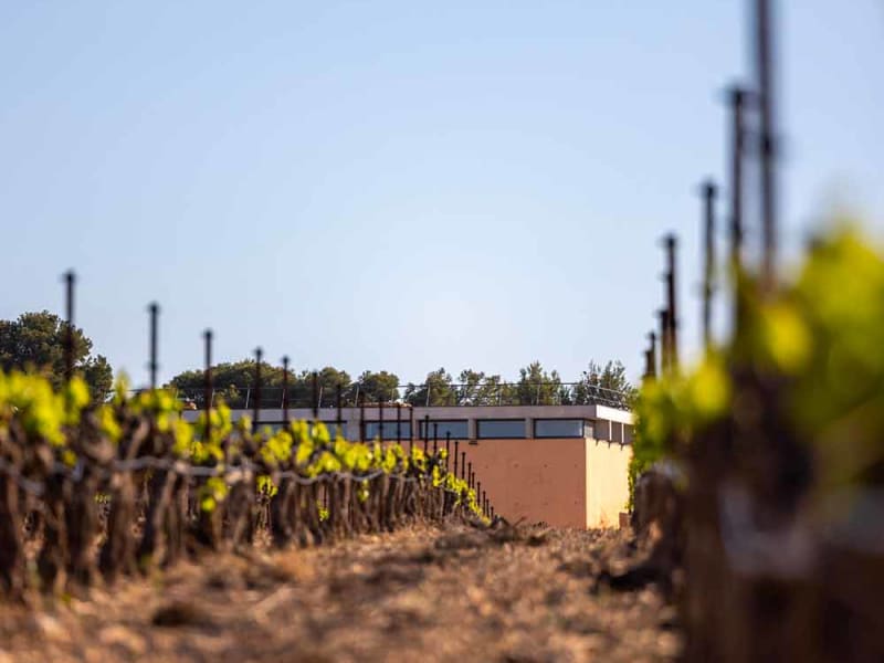 Row of vines leading towards the modern winery building at Domaine de Bargemone