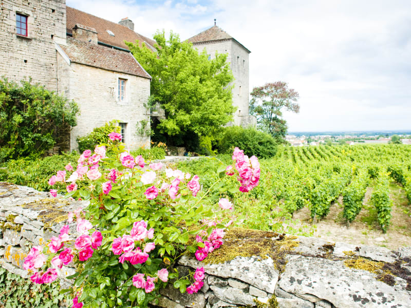 Stone château overlooking green vineyards with bright pink roses in the foreground