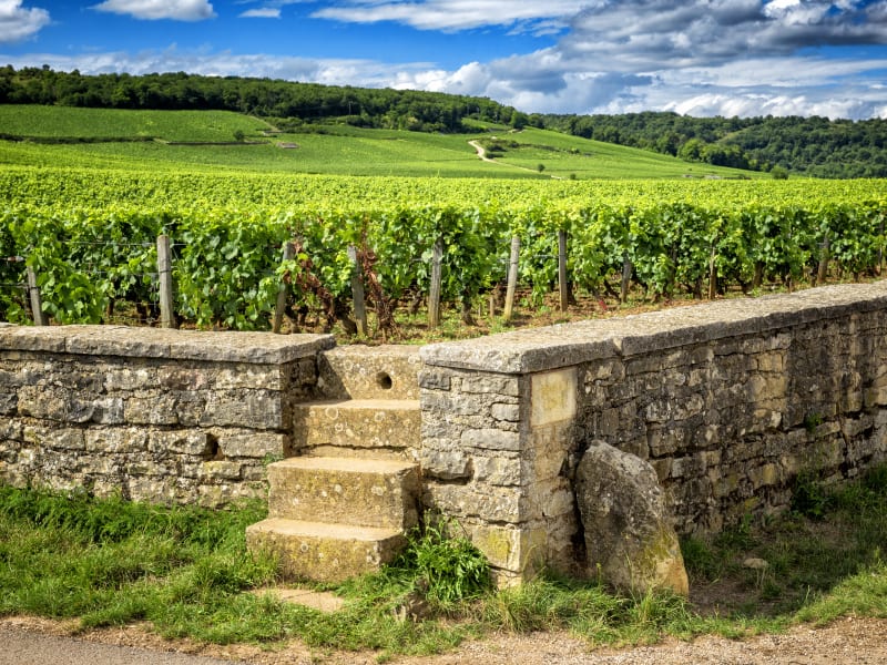 Stone wall with small steps facing lush green vineyards under a blue sky