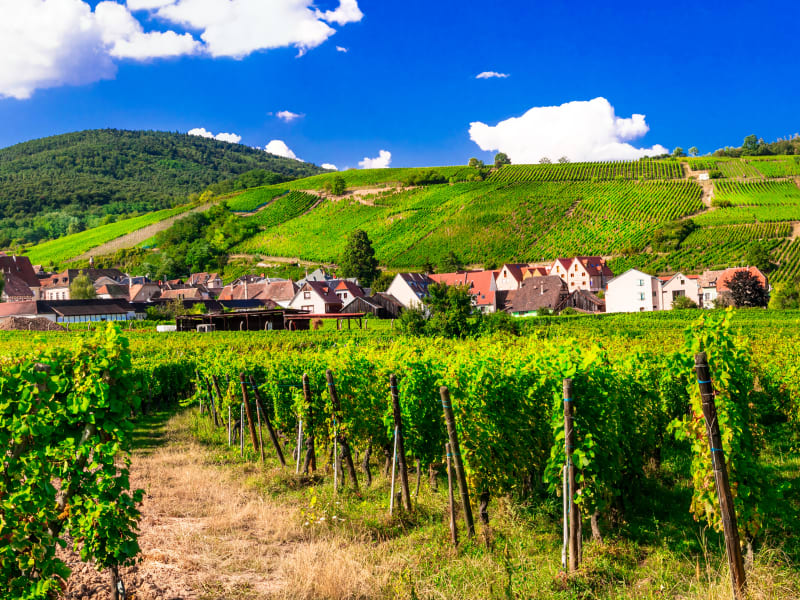 Vineyard rows leading to a small Alsatian village at the foot of green hills