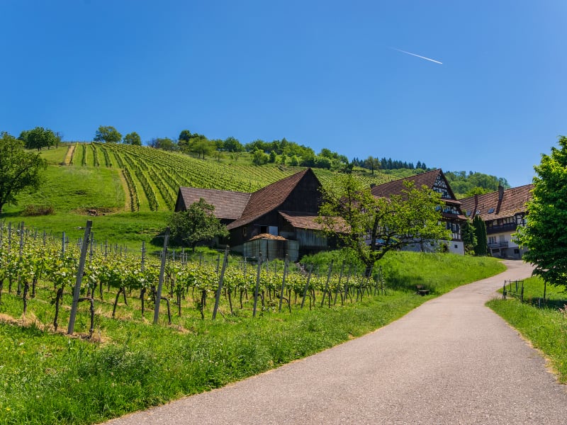 Path leading past traditional farm buildings and green vineyards in Sasbachwalden