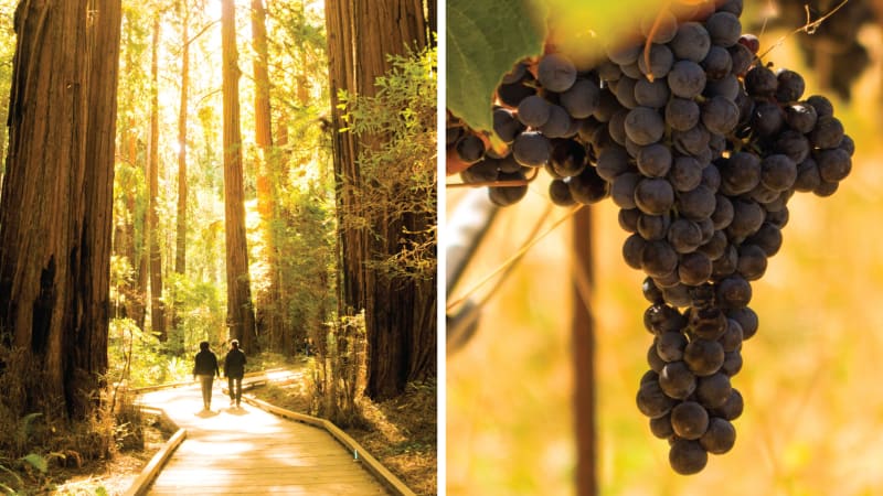 Woods and Wine Tasting Tour from San Francisco