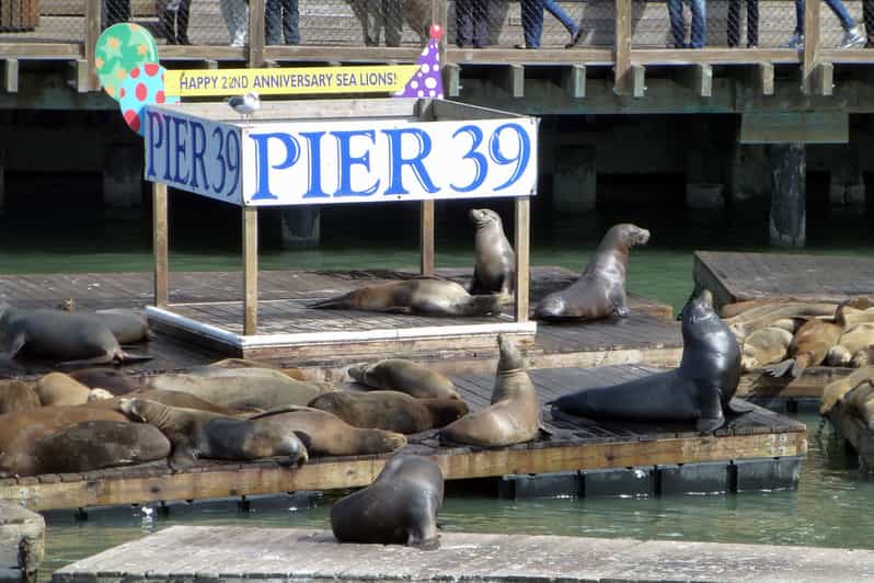 Sea Lions at Pier 39