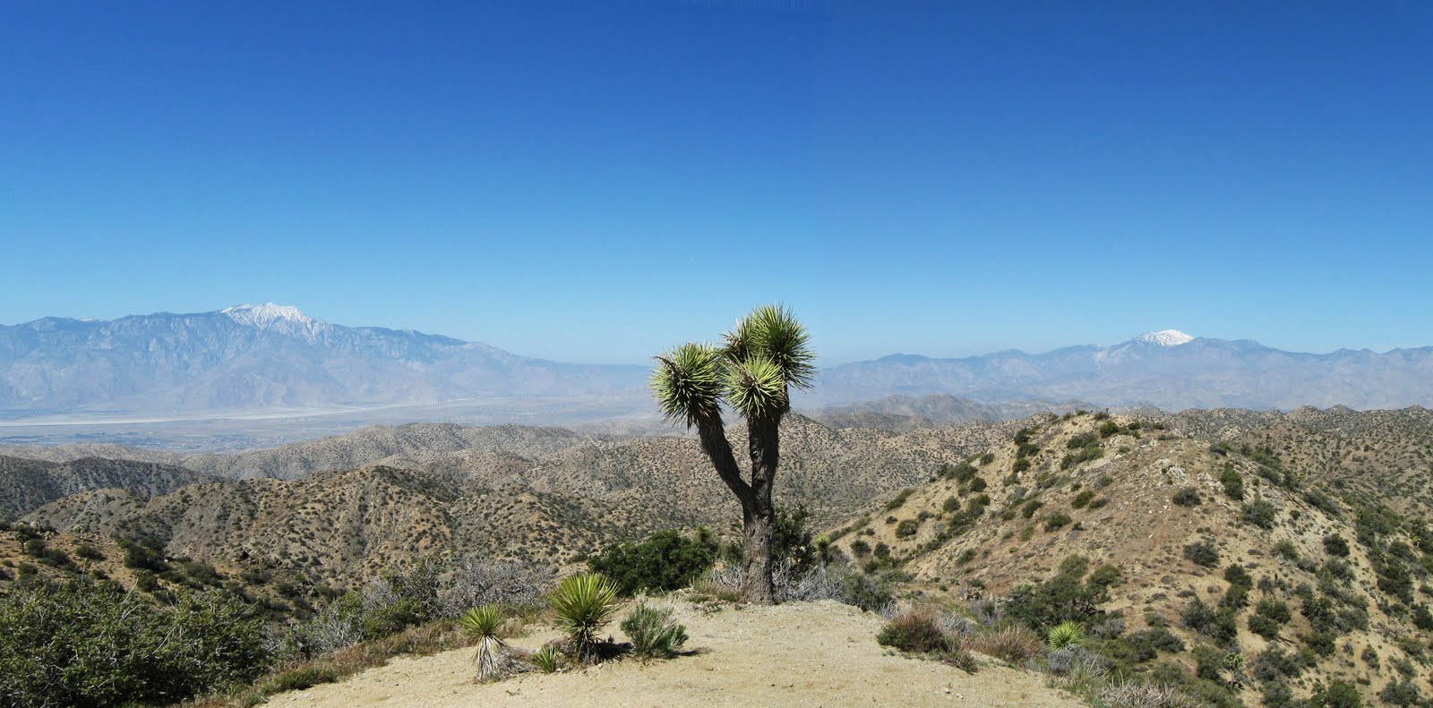 Joshua Tree National Park