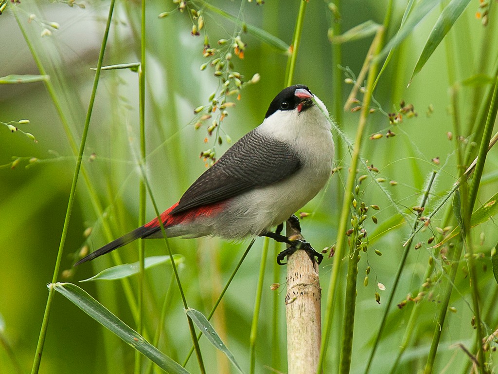 Transfer by road to Kibale National Park