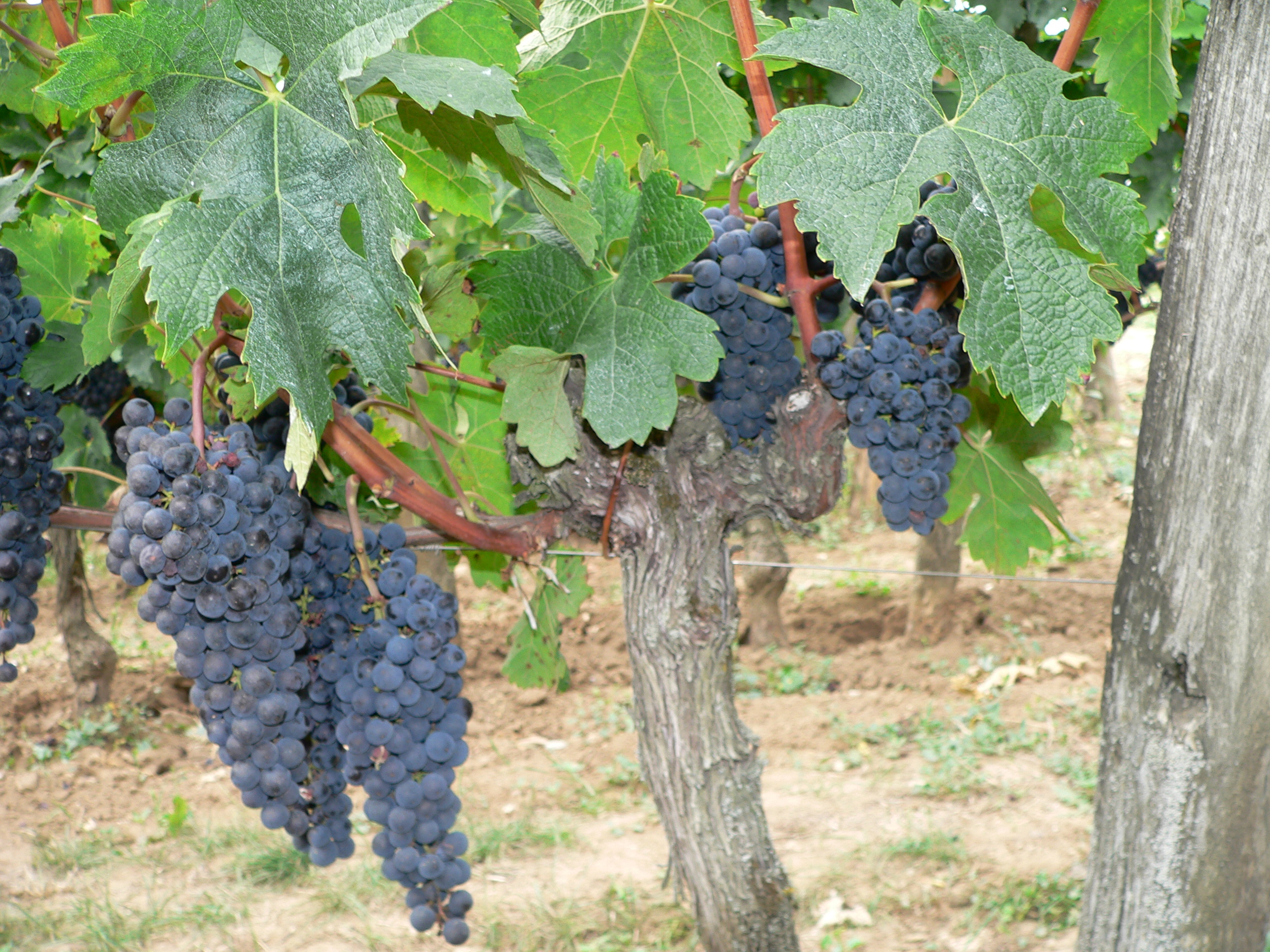 Winery