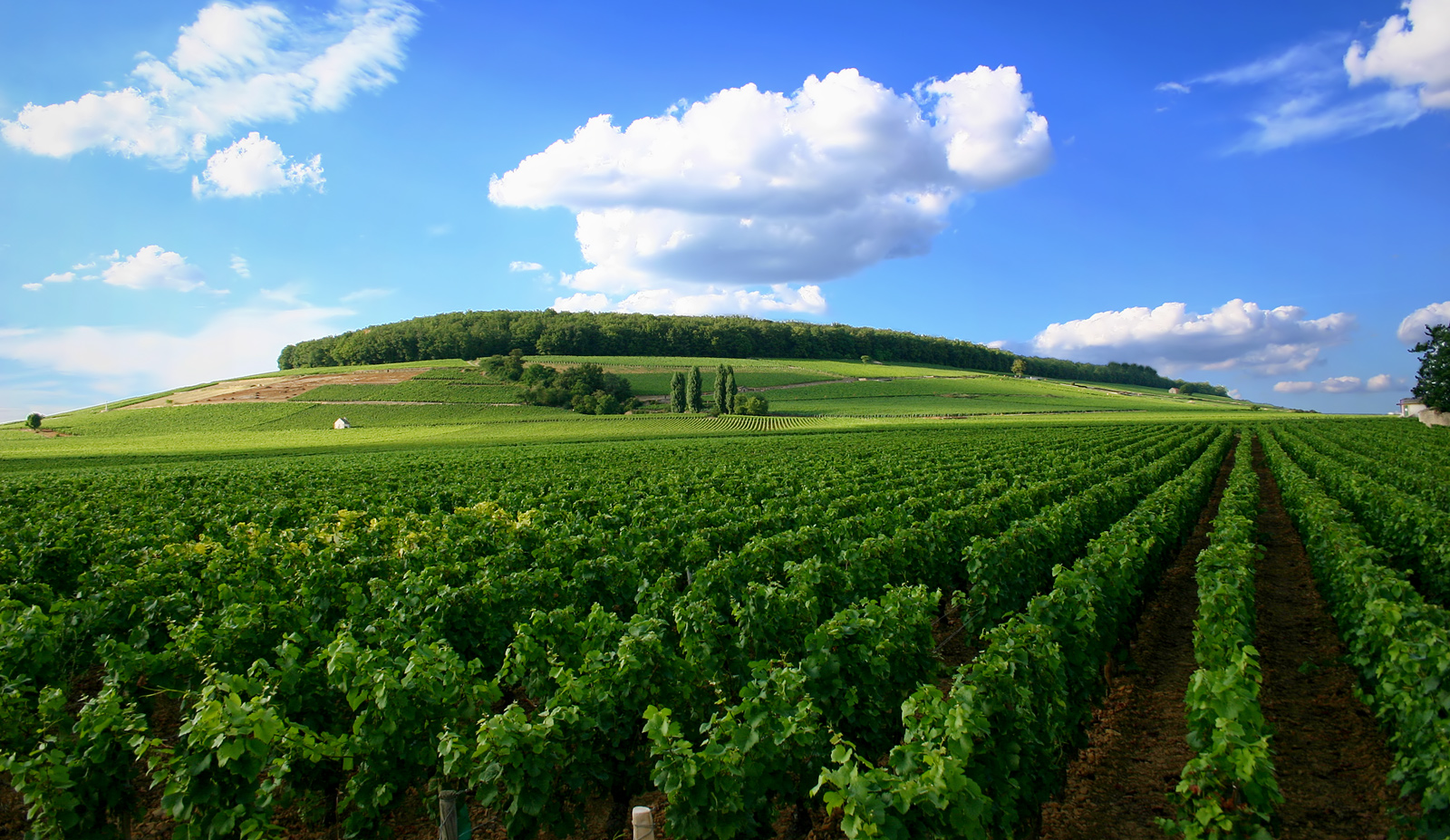 Winery Visit