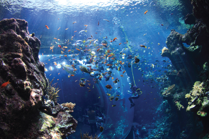 Explore San Francisco's amazing Science Museums