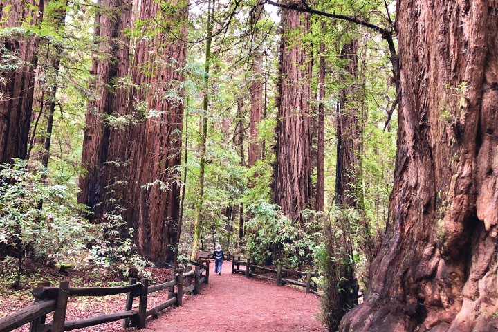 Trail in Henry Cowell Redwoods State Park