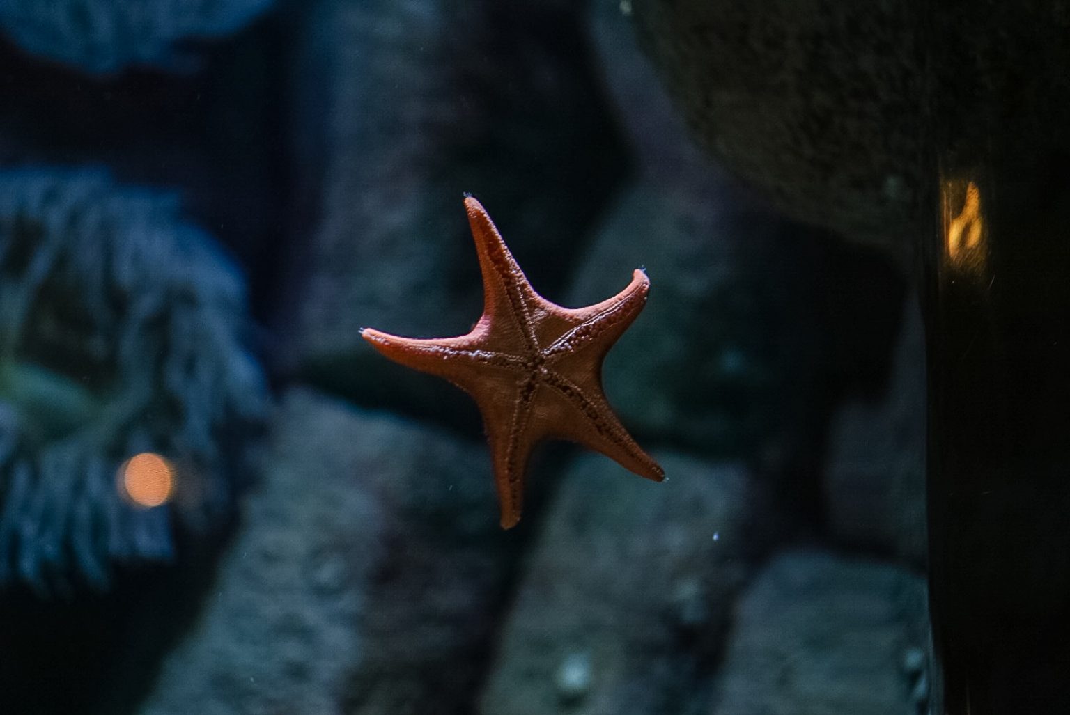 Starfish at the Monterey Bay Aquarium