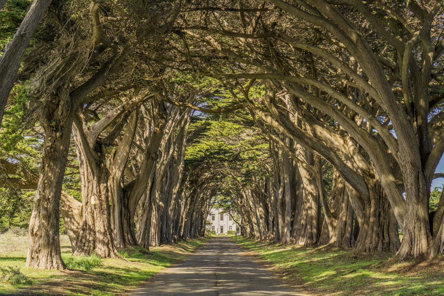 Point Reyes Tree Tunnel