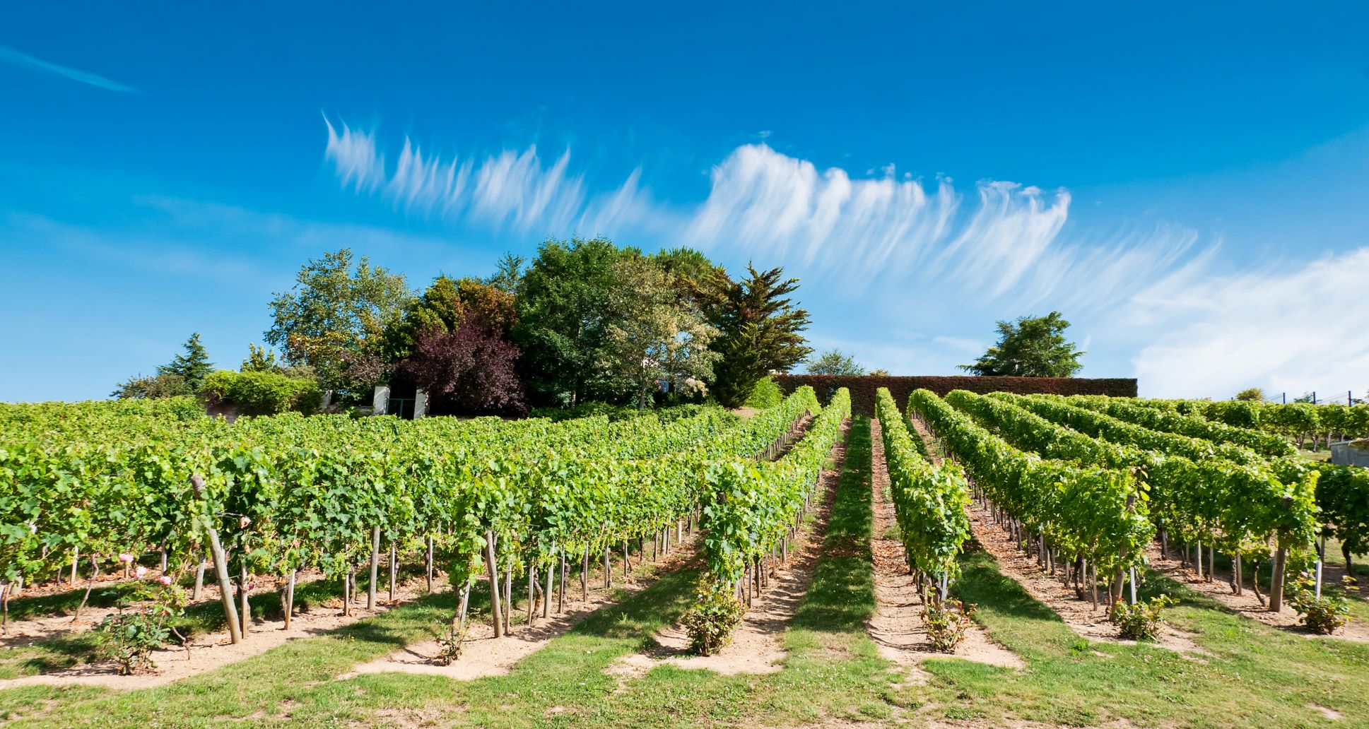 Winery