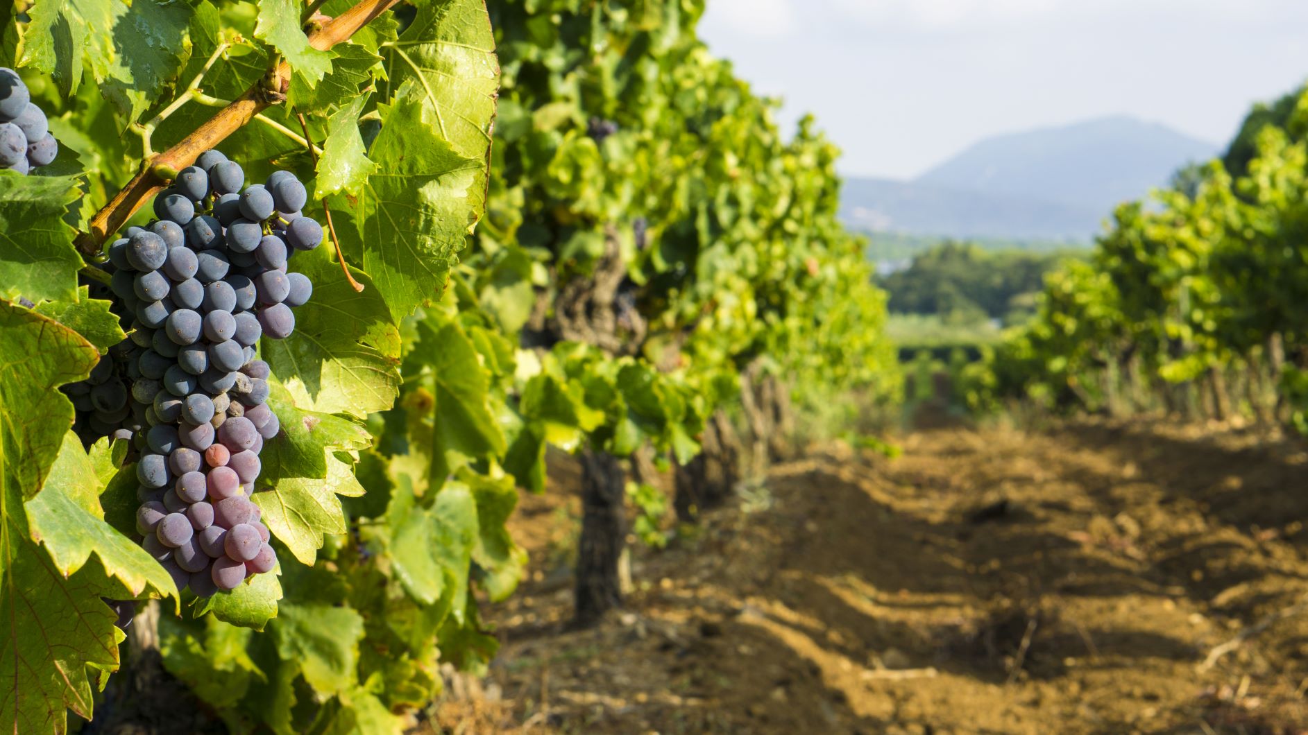 Winery