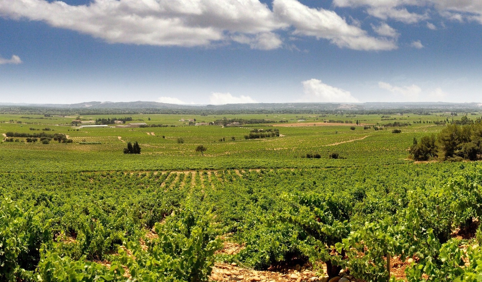 Stop at Winery