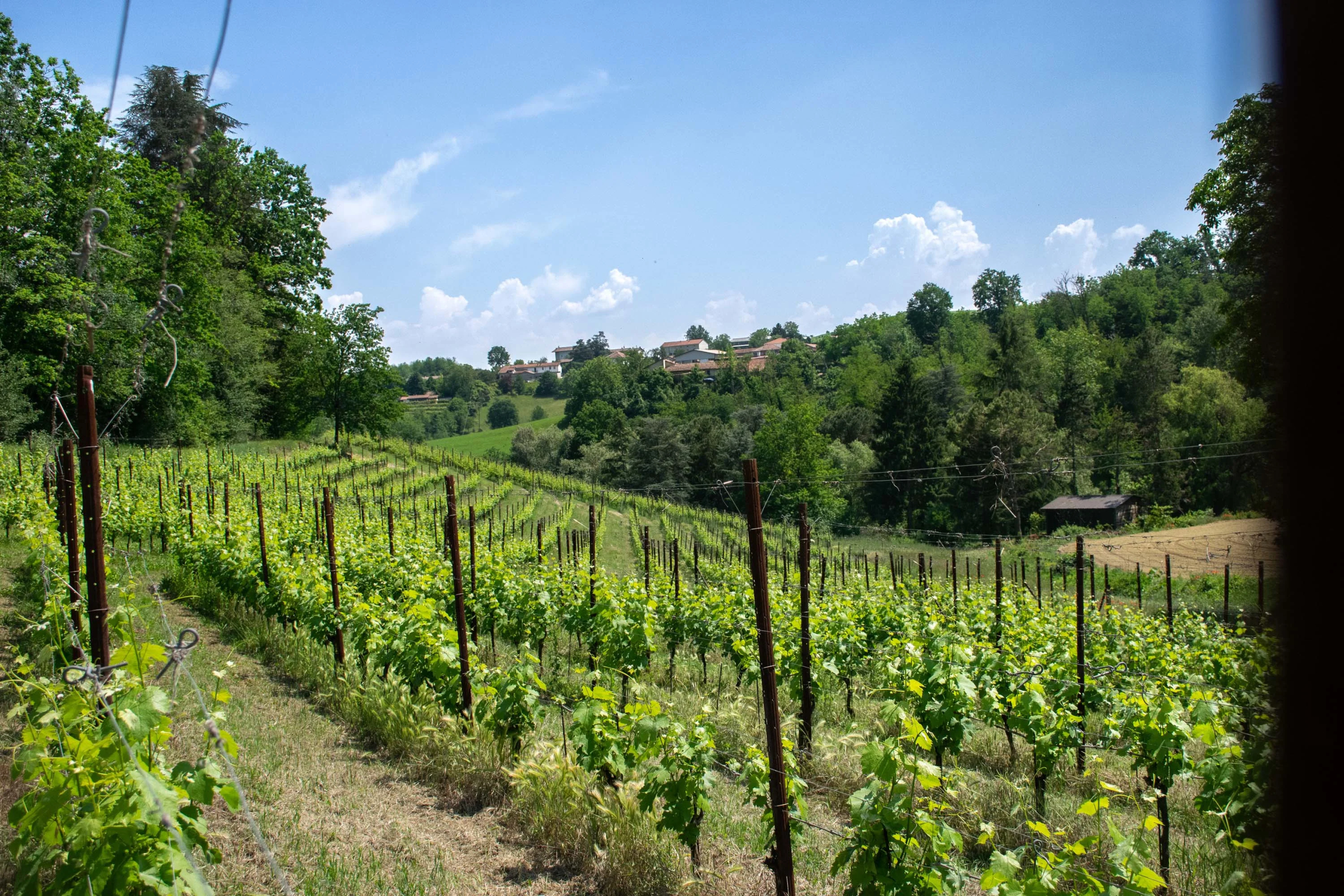 Azienda Agricola Montefiorito | Monferrato Region, Piedmont, Italy | Luxury Real Estate | Concierge Auctions
