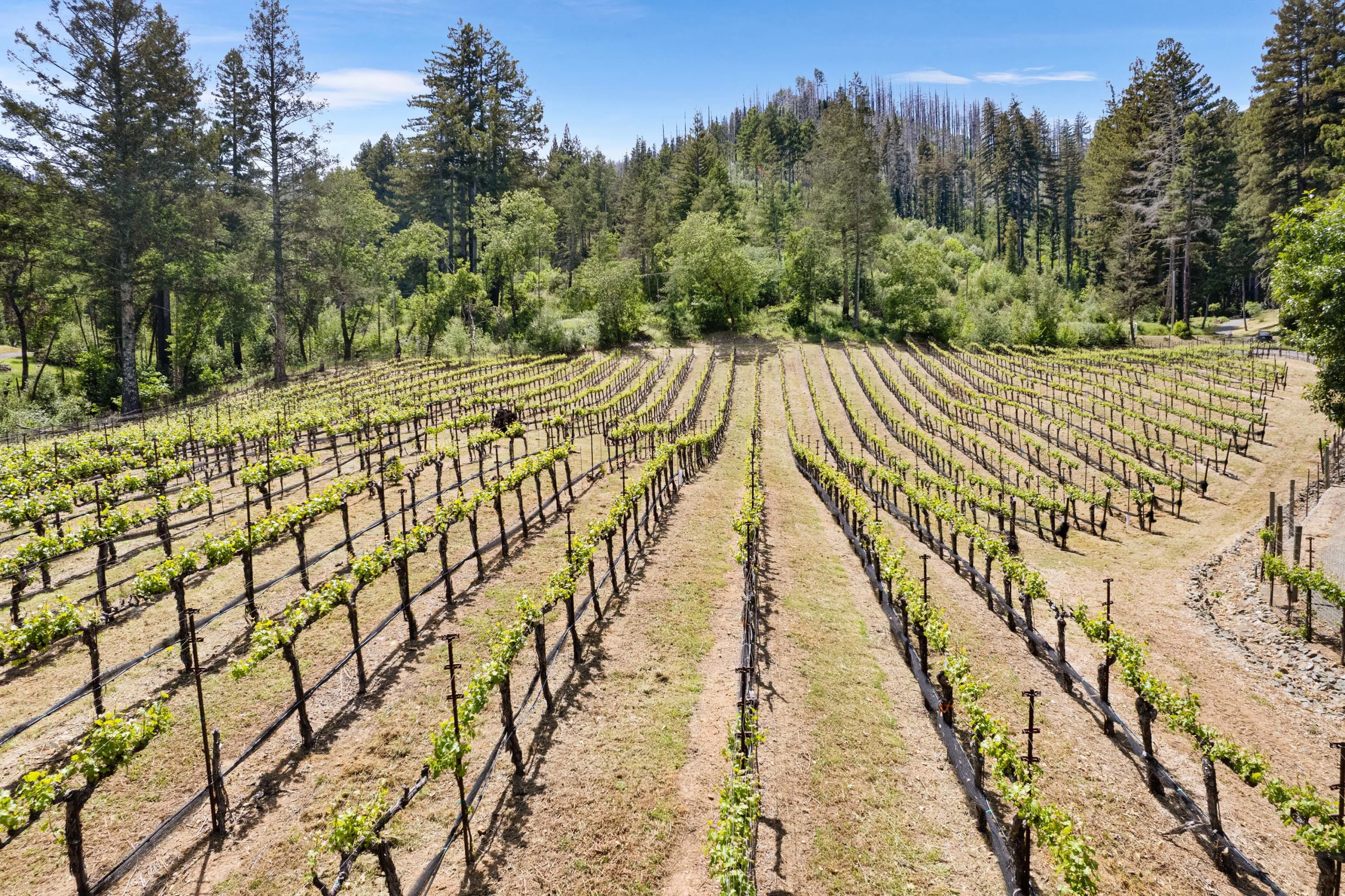 3390 Mount Veeder Road | Luxury Real Estate | Concierge Auctions