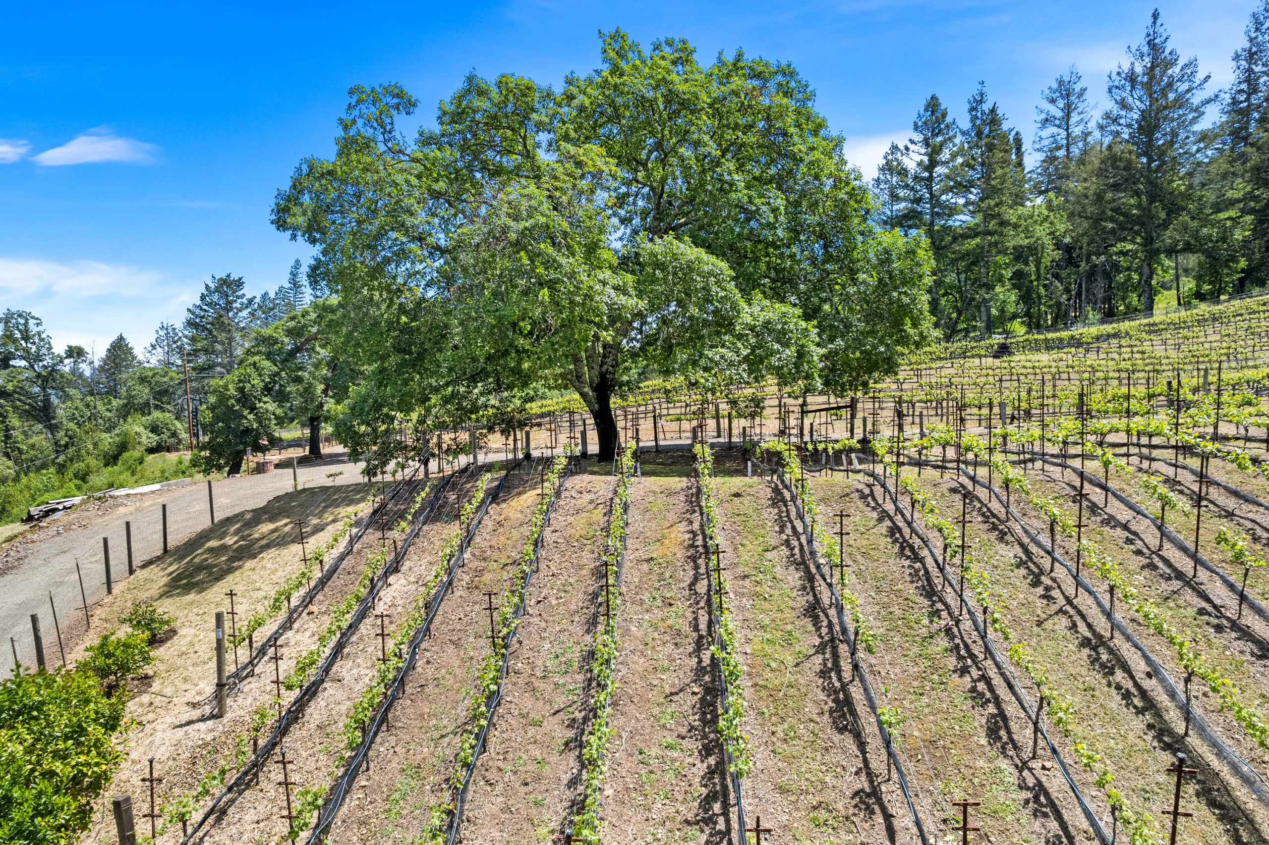 3390 Mount Veeder Road | Luxury Real Estate | Concierge Auctions