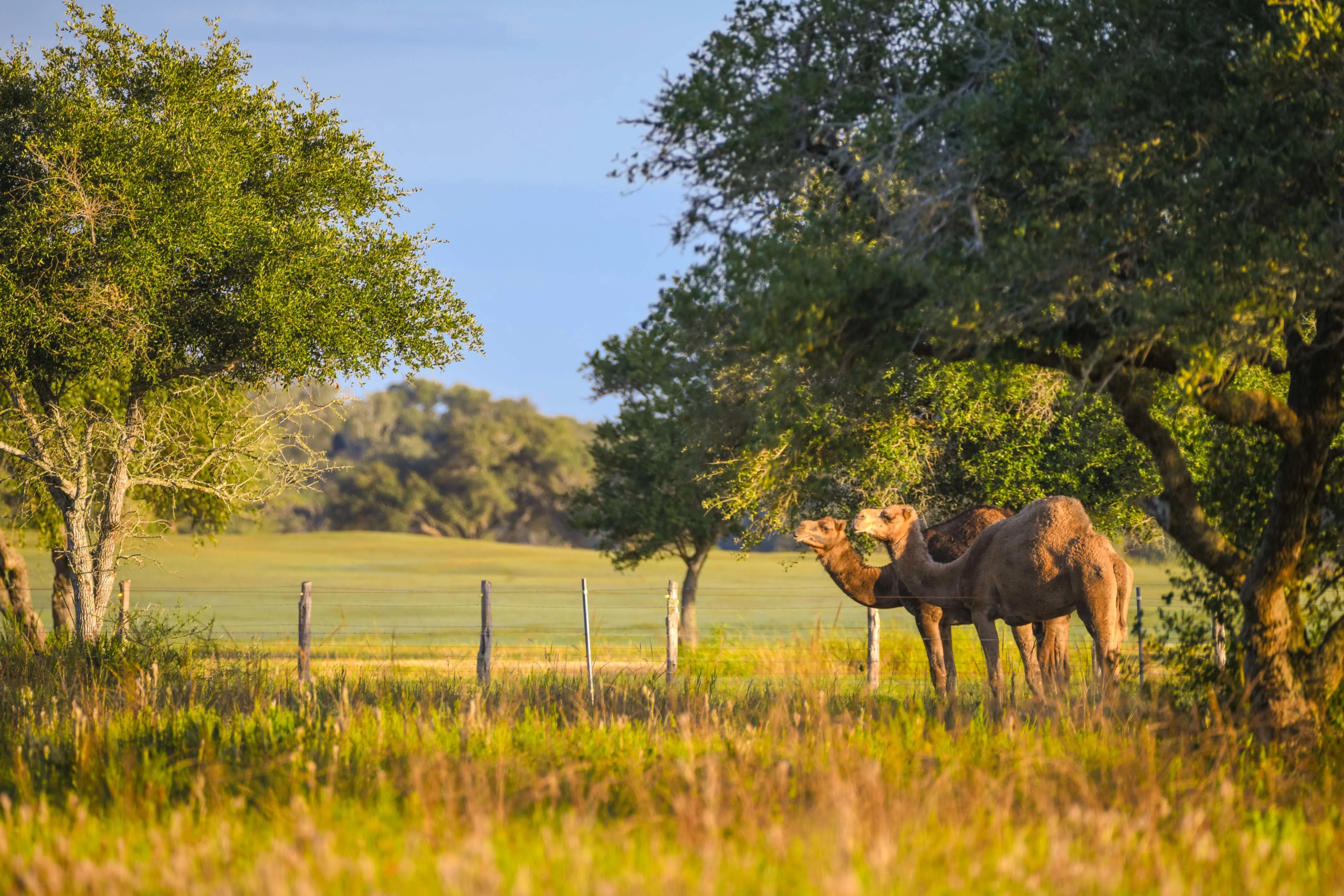 Wolf Point Club | Texas Gulf Coast | Luxury Real Estate