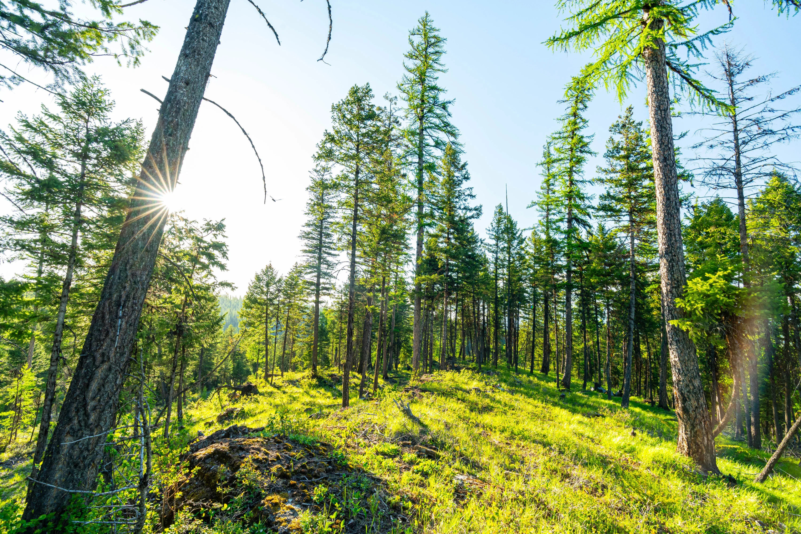 On The Rocks Treehouse | 31 Forest Path Drive, Whitefish, MT | Luxury Real Estate | Concierge Auctions