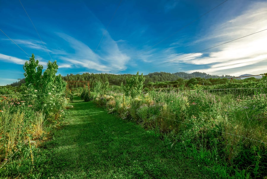 2836 Dry Creek Road | Healdsburg, CA | Luxury Real Estate