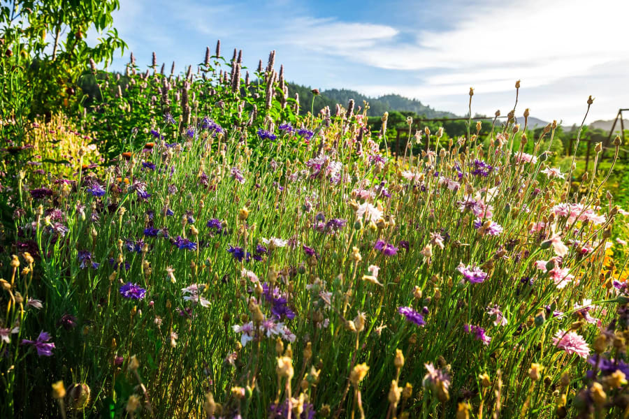 2836 Dry Creek Road | Healdsburg, CA | Luxury Real Estate